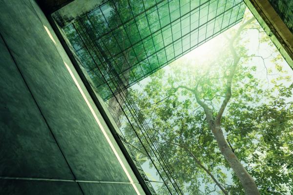 trees between buildings